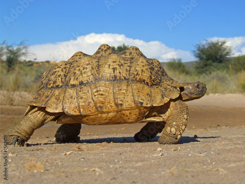mountain tortoise