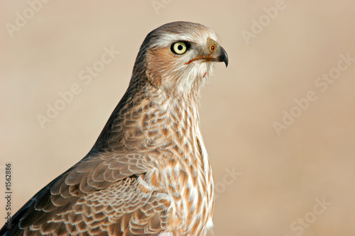 pale chanting goshawk