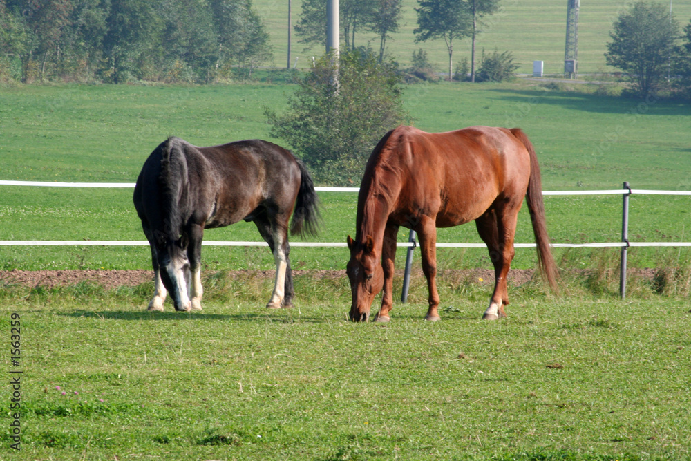 Fototapeta premium zwei westernpferde auf der koppel.