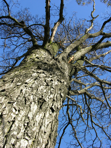 dead tree photo