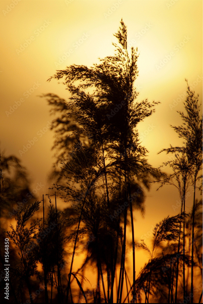 Obraz premium rushes at sunset