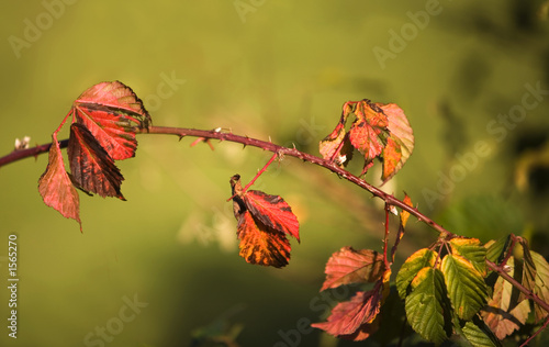 herbst