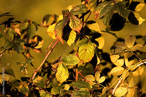 herbst in gold