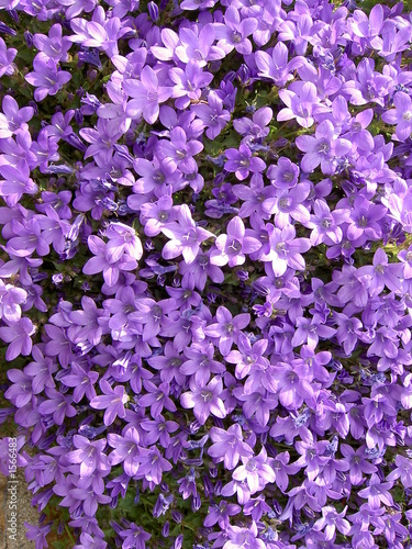 fleurs violette photo