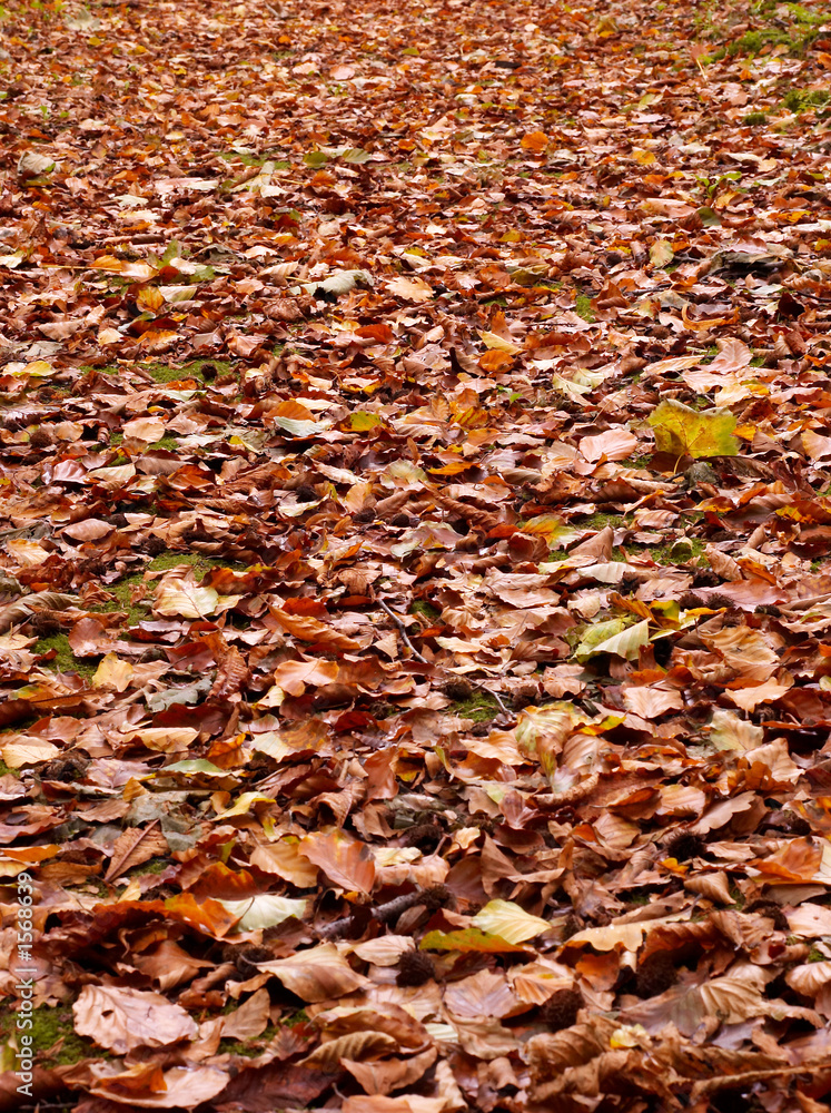 autumn in the park