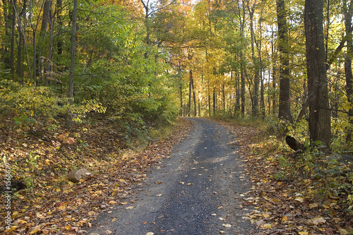 Quadro su tela autumn road
