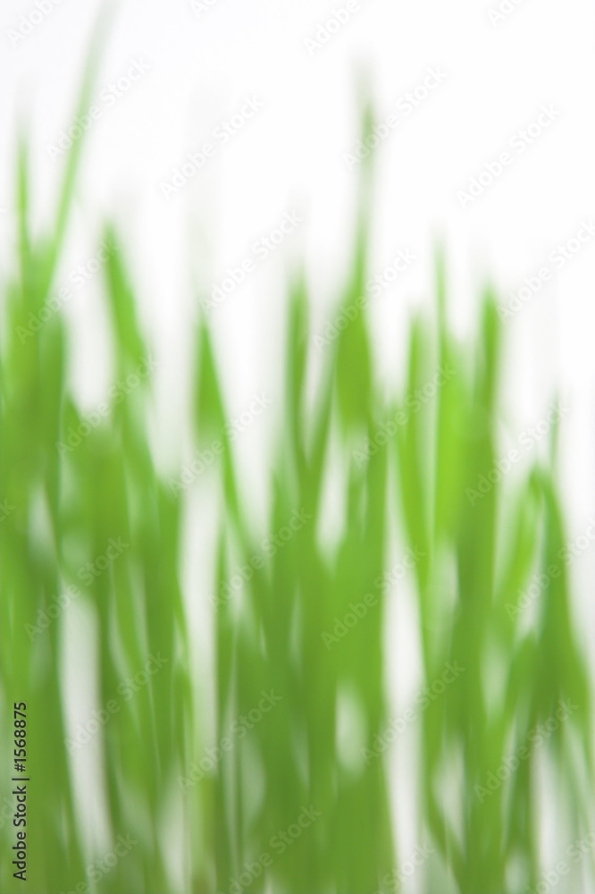 green grass blured green grass blured