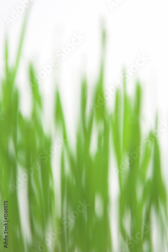 green grass blured