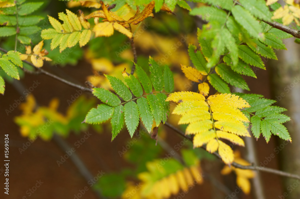 autumn in the park