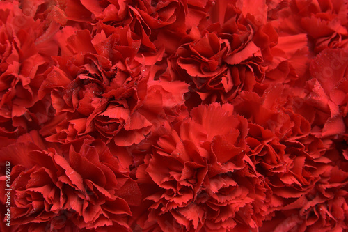 red carnations photo