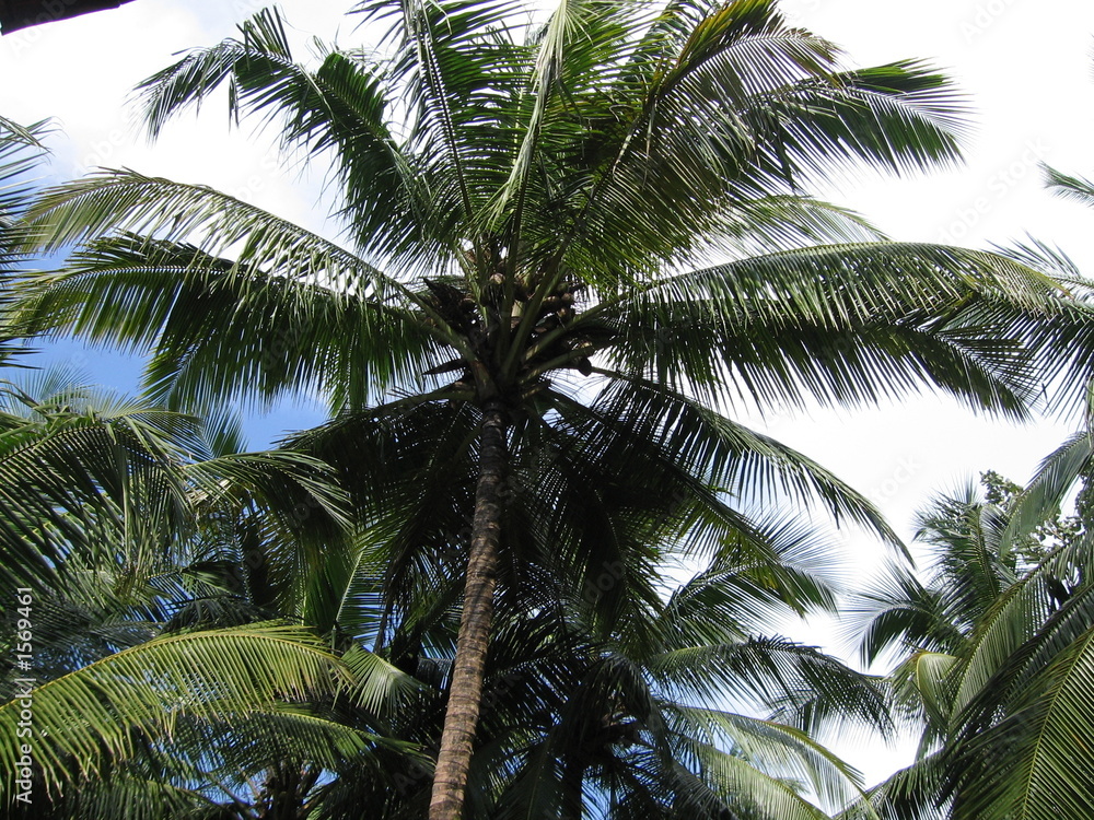 coconut tree