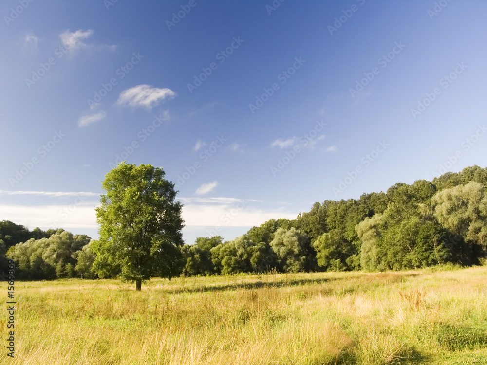 Obraz premium lonely tree on a meadow