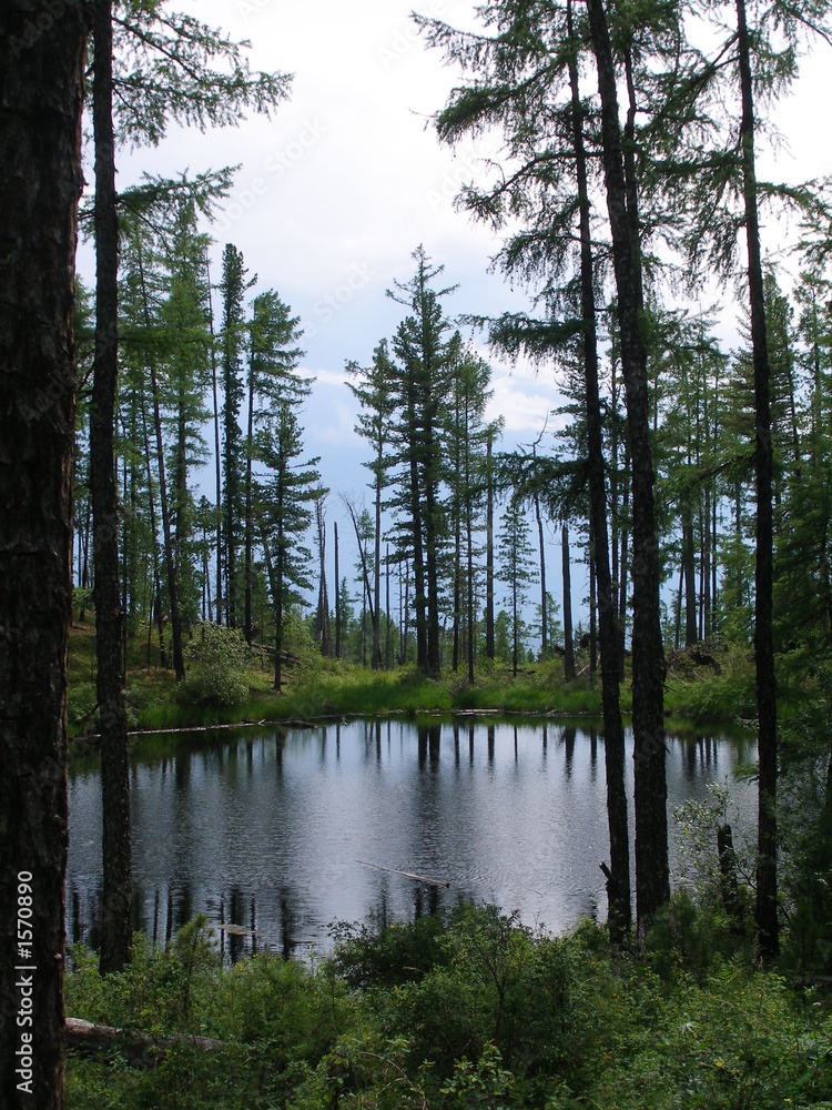 Obraz premium forest lake