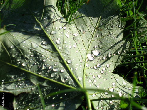 gouttes d'eau sur une feuille