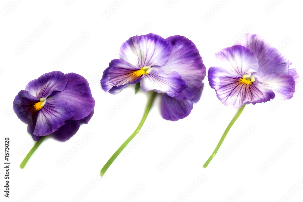 pansies pansies