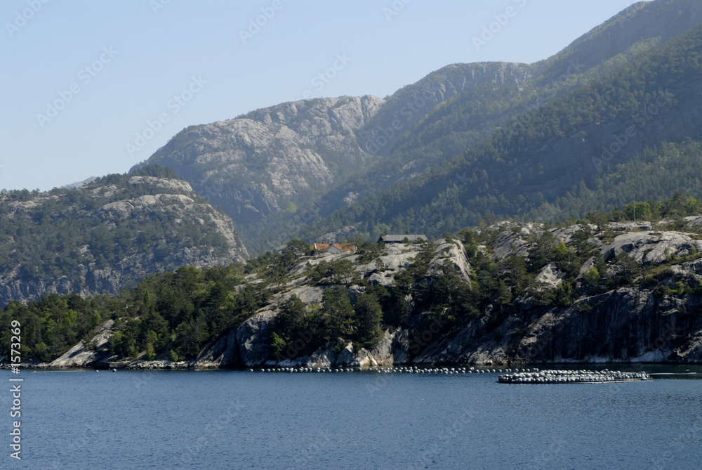 birds in lysefjord