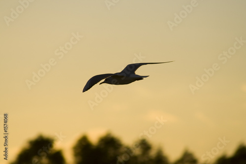 seagull in silhouette again warm sky