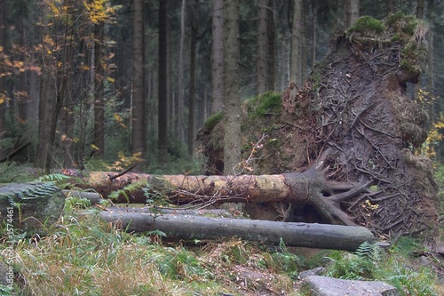 Obraz w ramie fallen tree