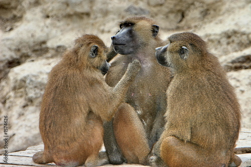 trio de babouins © Dominique VERNIER