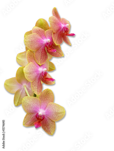 Tapety artystyczne orchid blooms