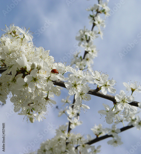 ladybug on blossom