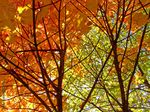fall colors 5