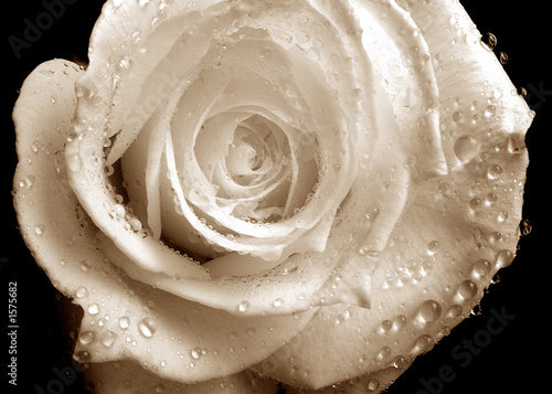 weiße rose #1575682