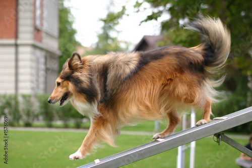 hundesport:  shetland sheepdog photo