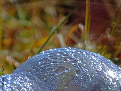 dew drops on bottle photo