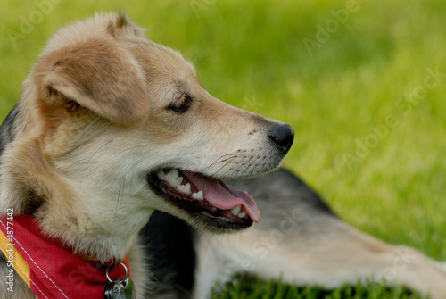 Tableau sur toile dog on grass