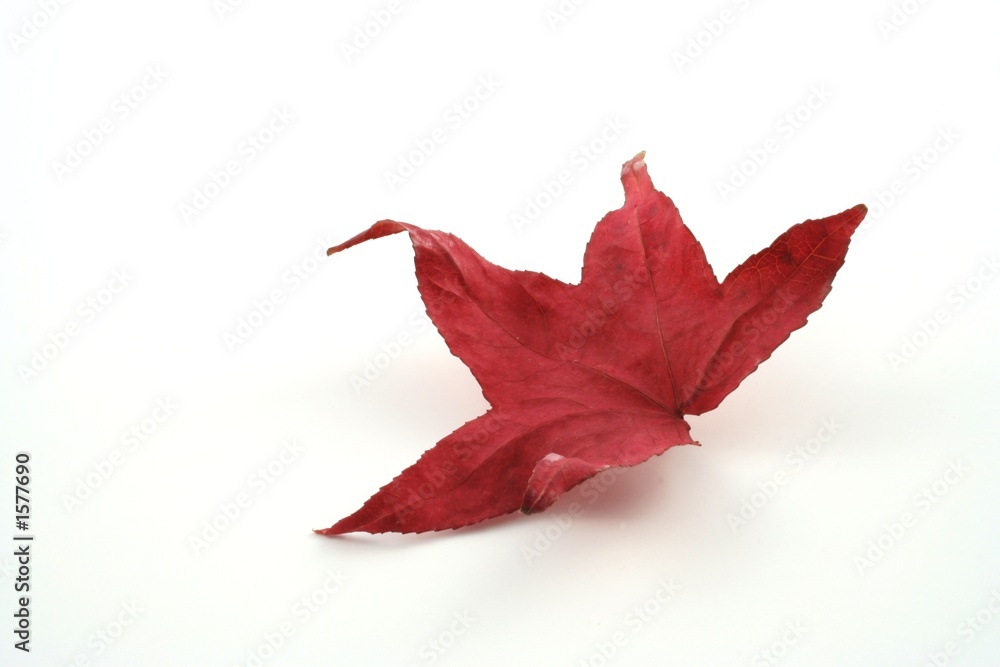 autumn leaf autumn leaf