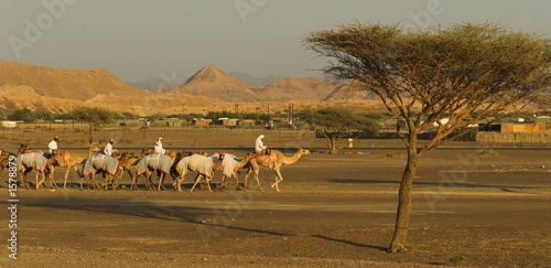 camel caravan in the evening
