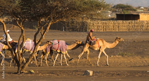 going to the camel race 2