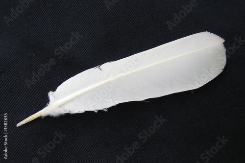 white feather