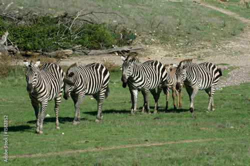 zebra family © Xavier MARCHANT