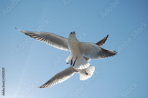 liberte dans les airs..