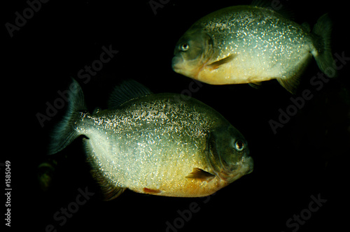 piranhas photo