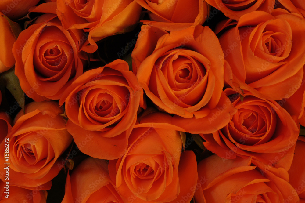 roses roses