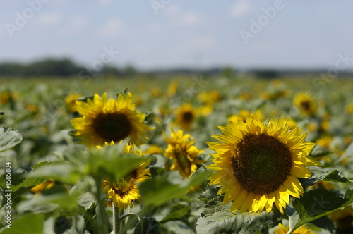 sunflowers