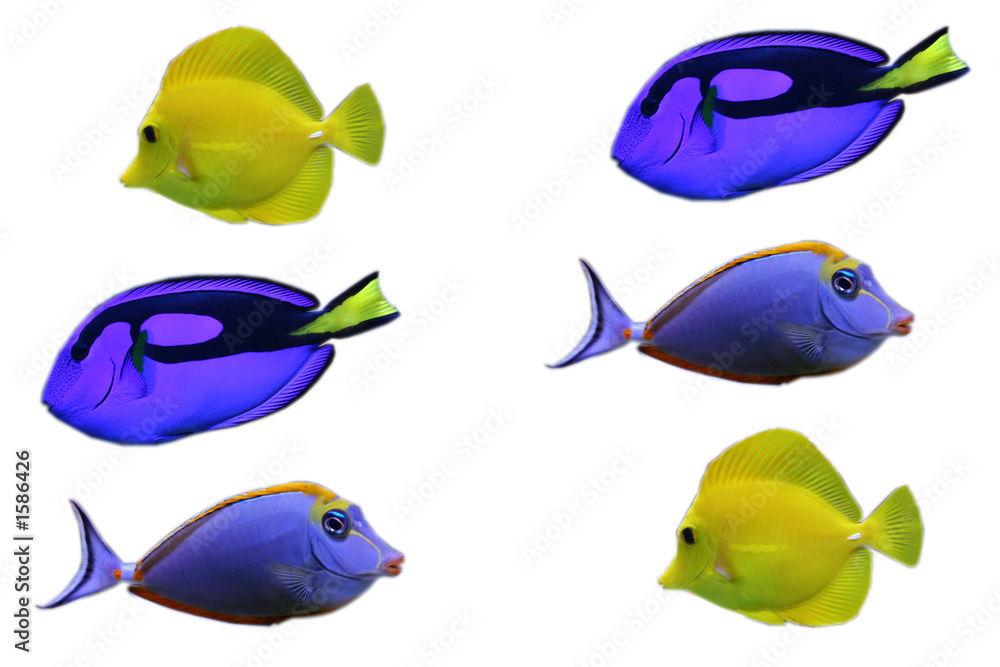 Fototapeta premium poisson d'aquarium