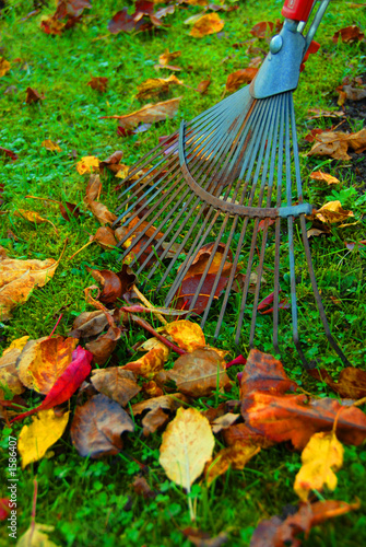 herbstaub und rechen photo