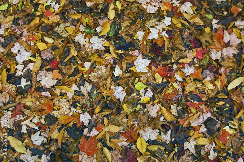 fall leaves