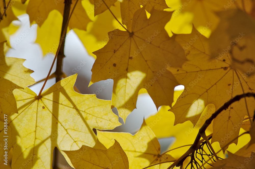 Fototapeta premium autumnal leaves in sun rays