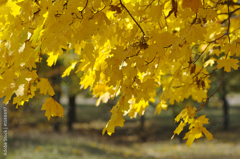 sunny day in autumn sunny day in autumn