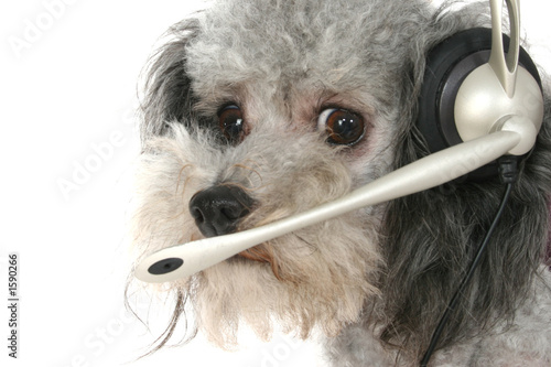 Fotografie customer service poodle