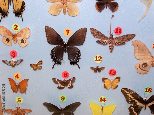 butterflies © Katrina Miller