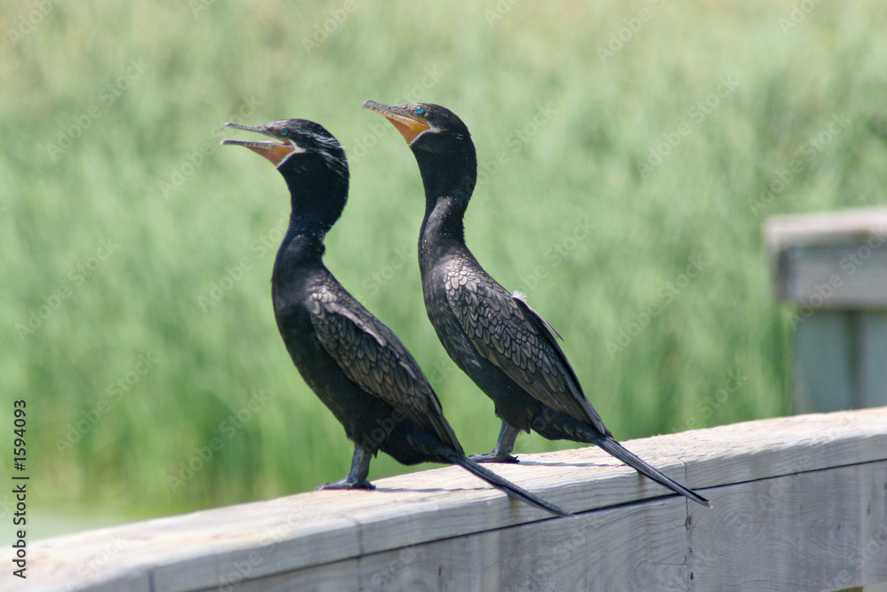 Obraz premium neotropic cormorants