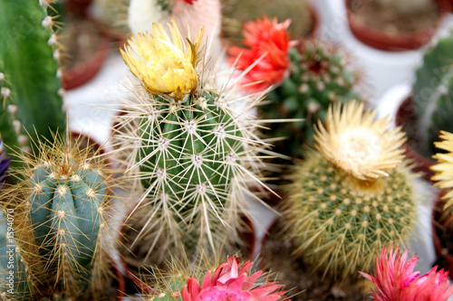 group of cactus