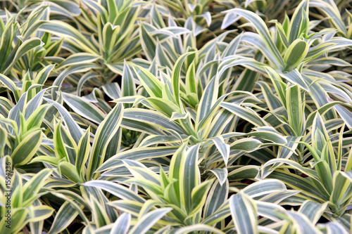 dracaena