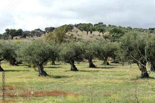portugal, alentejo: olive tree